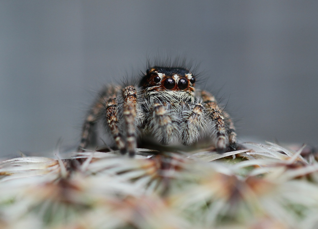 Philaeus chrysops - Roma (RM)